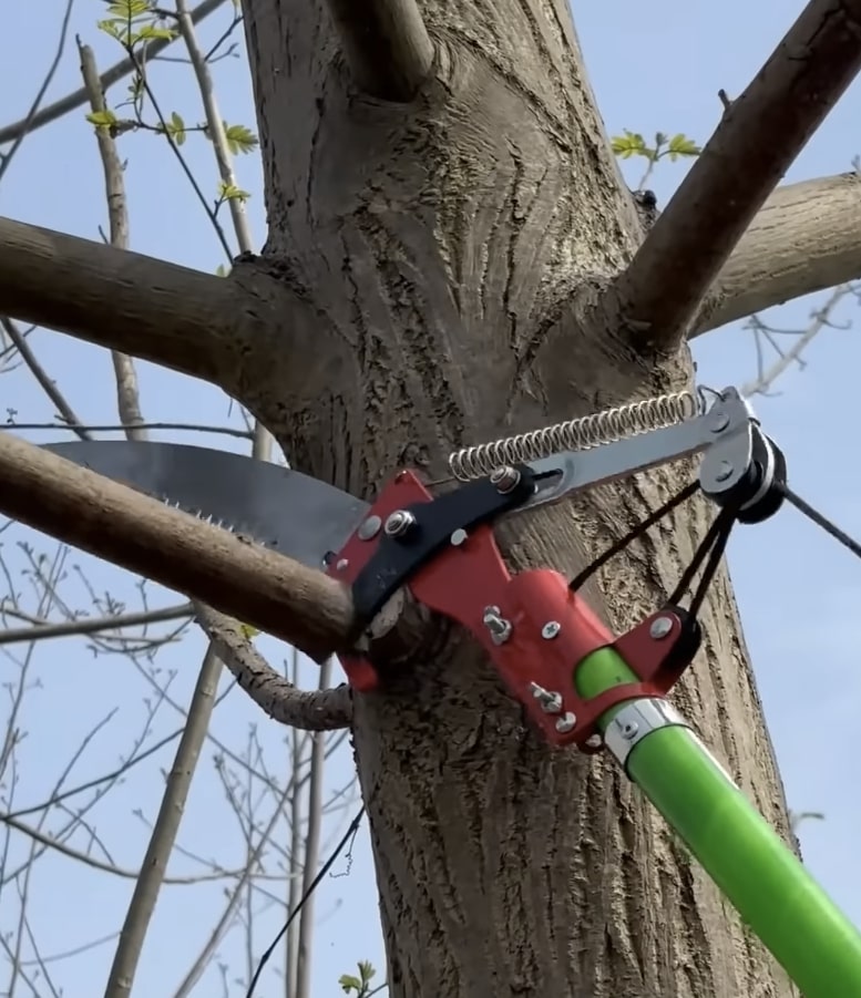 Tree trimming and pruning services in St. Clair Shores, MI