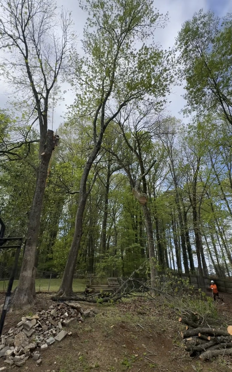 Professional tree service crew working in St. Clair Shores, MI