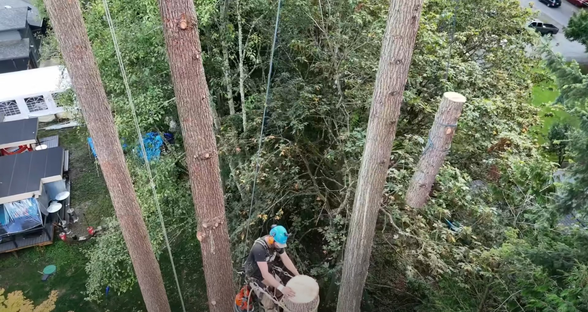 Understanding legal liability for tree damage and maintenance Aerial view of tree service professional working in tall trees