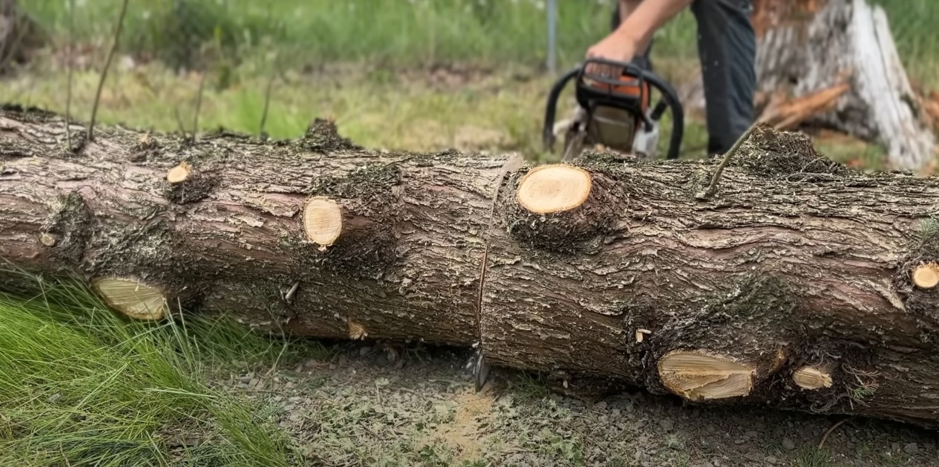 Precise tree cutting and sectioning by certified arborists Cut tree logs showing professional tree sectioning work