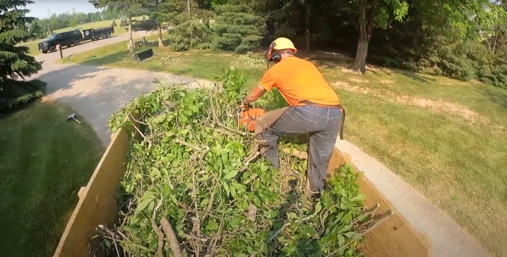 Crown thinning and reduction pruning techniques Tree care professional performing pruning work