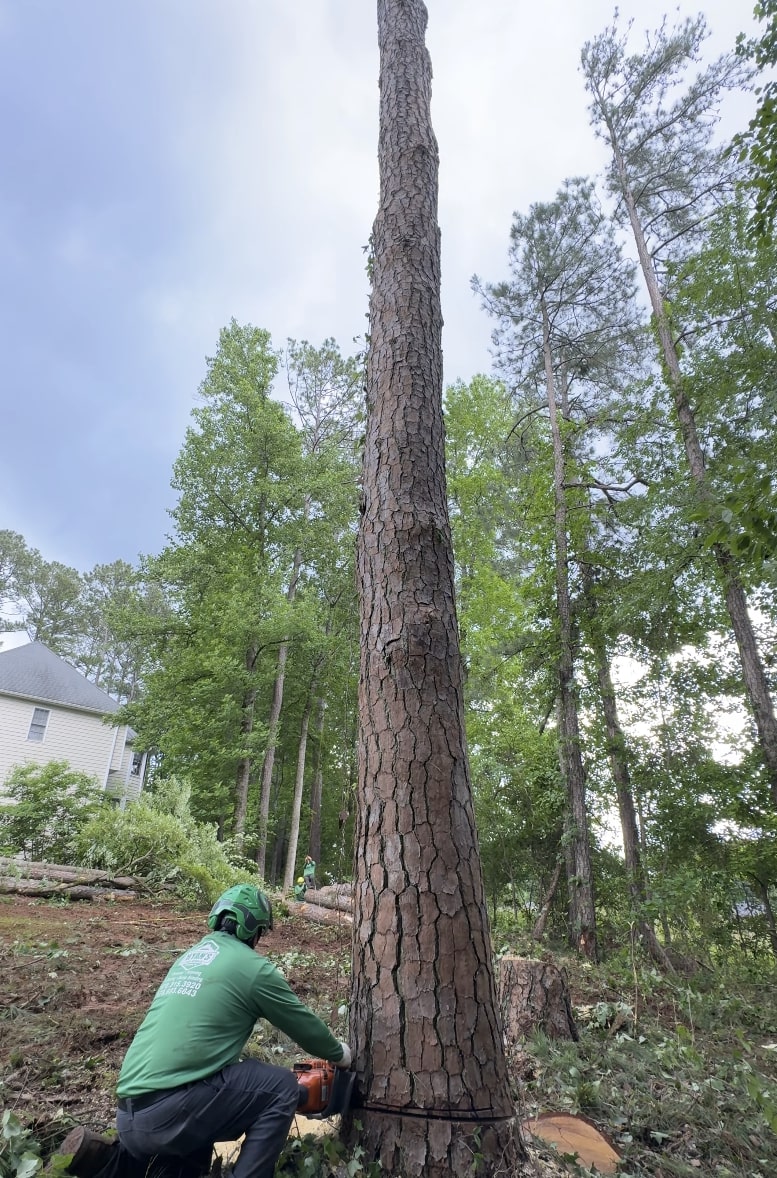 Expert tree removal services by St Clair Shores Tree Service Professional tree service technician cutting tree in St Clair Shores