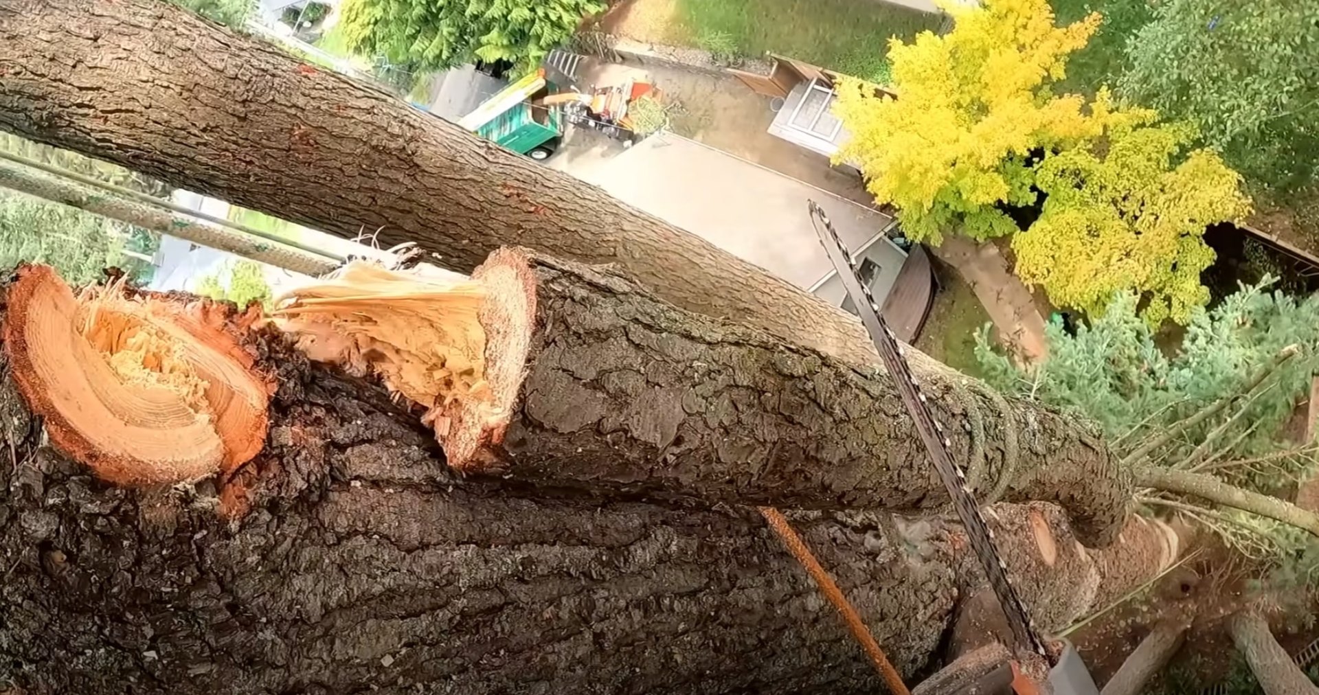 Expert tree cutting with precision and safety focus Aerial view of tree cutting showing professional technique
