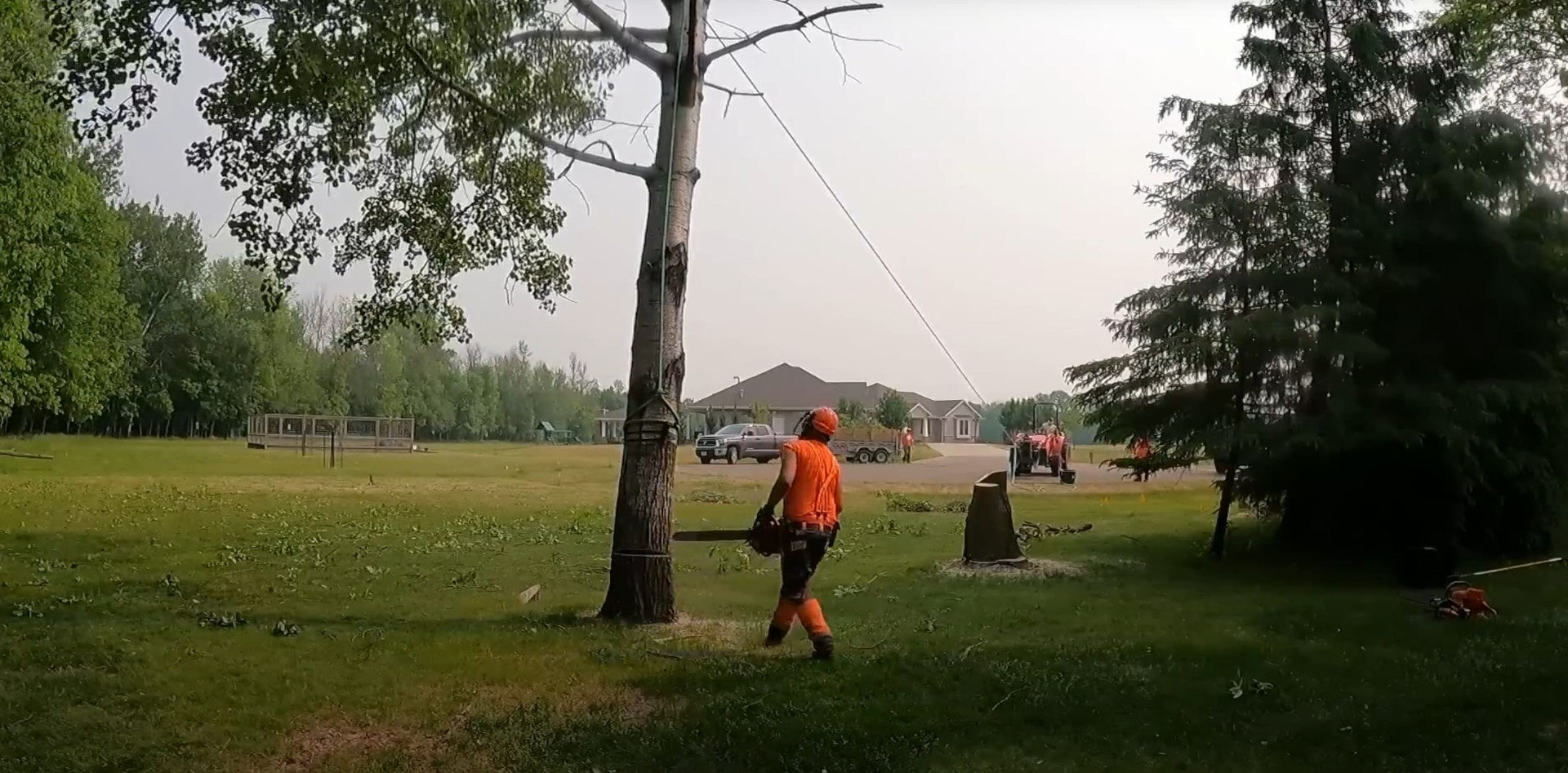 Expert tree care debunking common myths Professional arborist cutting tree trunk safely
