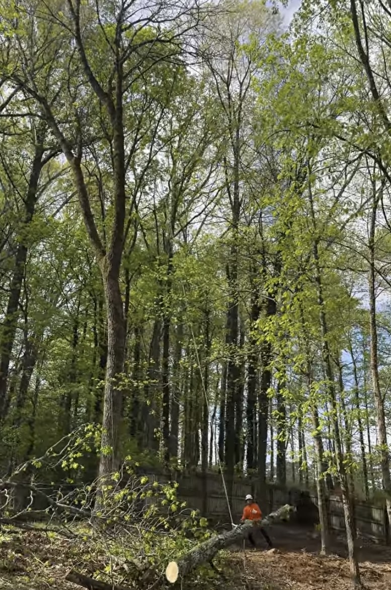 Professional arborist performing tree maintenance in natural setting Tree service professional working in dense forest canopy