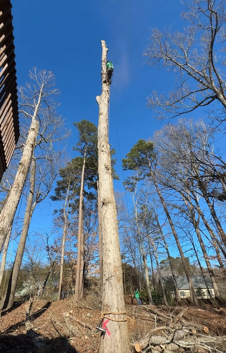 Professional tree service process and safety procedures Tree service professional climbing and cutting tall tree